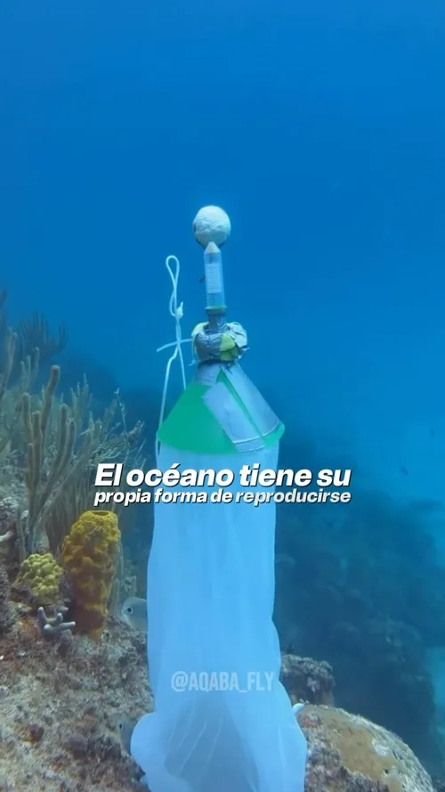 Corales del Tayrona